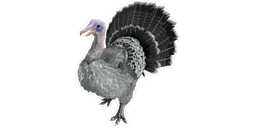 Super Turkey PaintRegion2.jpg