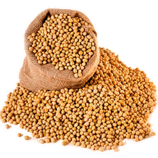 Soybean Seed (Primitive Plus).png