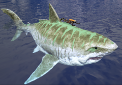 Sharky Size.png