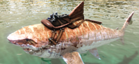 A Megalodon wearing the saddle