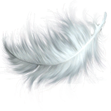 Feathers.png