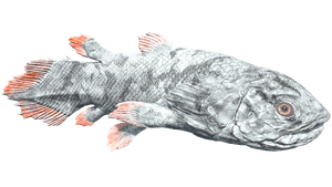 Coelacanth PaintRegion4 ASA.png