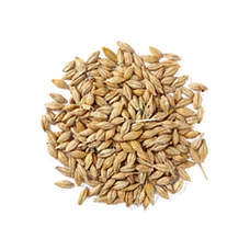 Barley Seed (Primitive Plus).png