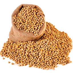 File:Soybean Seed (Primitive Plus).png