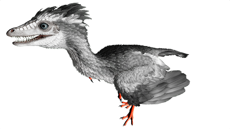 File:Archaeopteryx PaintRegion2.png