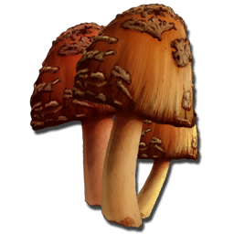 File:Rare Mushroom.png