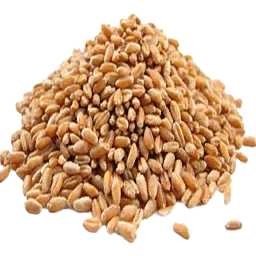 File:Wheat Seed (Primitive Plus).png