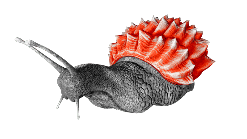 File:Achatina PaintRegion1.png