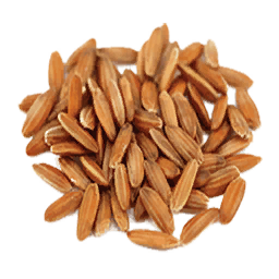 File:Rice Seed (Primitive Plus).png