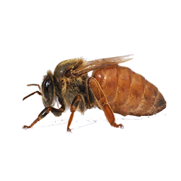 File:Queen Bee (Primitive Plus).png