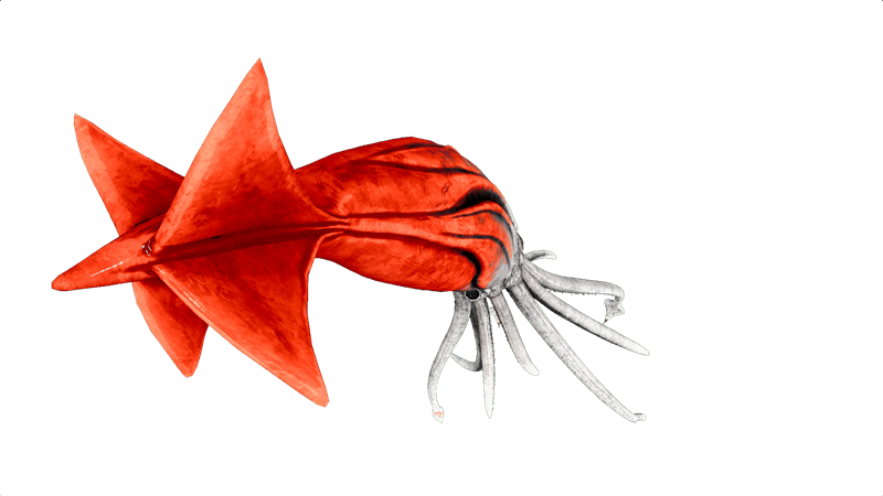 File:Tusoteuthis PaintRegion5.png