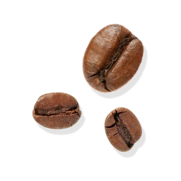 File:Fresh Coffee Fruit (Primitive Plus).png