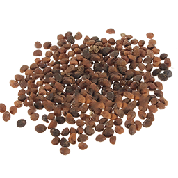 File:Spinach Seed (Primitive Plus).png