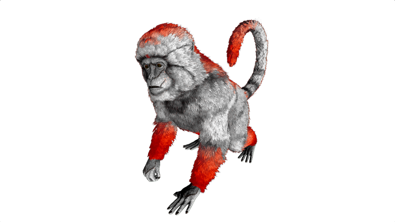 File:Mesopithecus PaintRegion4.png