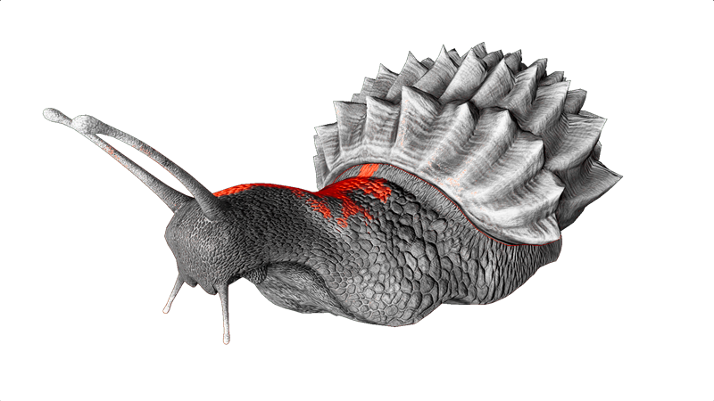 File:Achatina PaintRegion4.png