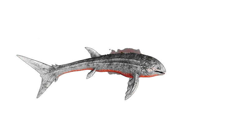 File:Alpha Leedsichthys PaintRegion5.png