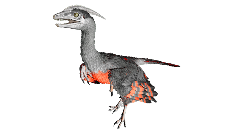 File:Microraptor PaintRegion5.png
