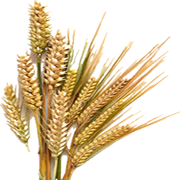 File:Dried Barley (Primitive Plus).png