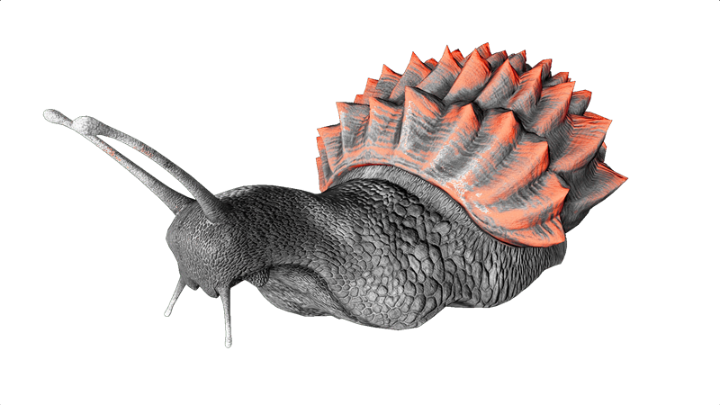 File:Achatina PaintRegion3.png