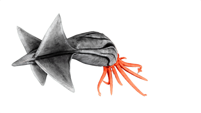 File:Tusoteuthis PaintRegion4.png