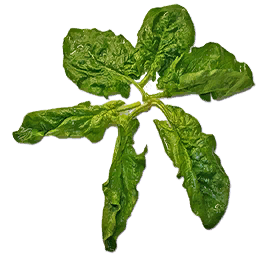 File:Fresh Spinach (Primitive Plus).png