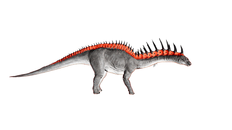 File:Amargasaurus PaintRegion4.png