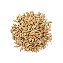 File:Barley Seed (Primitive Plus).png