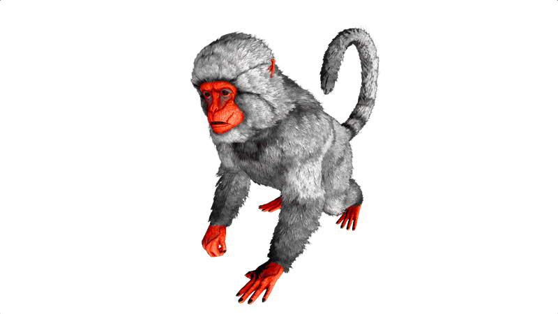 File:Mesopithecus PaintRegion5.png