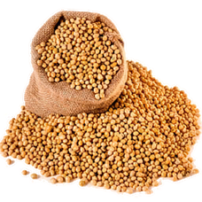 Soybean Seed (Primitive Plus).png
