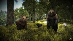 Wild Bears.