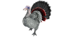 Super Turkey PaintRegion3.jpg