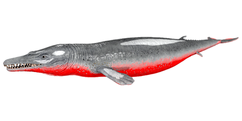 File:Basilosaurus PaintRegion5.png