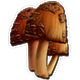 Rare Mushroom.png