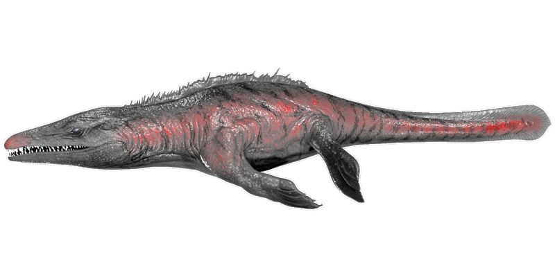 File:Mosasaurus PaintRegion4.png