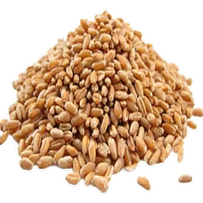 Wheat Seed (Primitive Plus).png