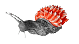 Achatina PaintRegion1.png