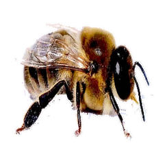 Drone Bee.png