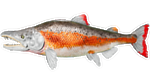 Salmon PaintRegion5.jpg