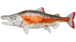 Sabertooth Salmon PaintRegion5.jpg
