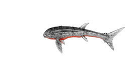 Leedsichthys PaintRegion5.png