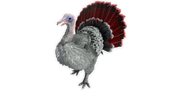 Super Turkey PaintRegion1.jpg