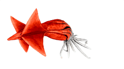 Tusoteuthis PaintRegion5.png