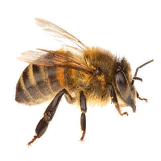 Worker Bee (Primitive Plus).png