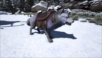Wolf wearing a saddle