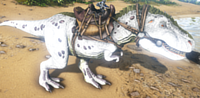 A Rex wearing the saddle