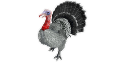 Super Turkey PaintRegion4.jpg