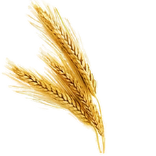 Fresh Wheat (Primitive Plus).png