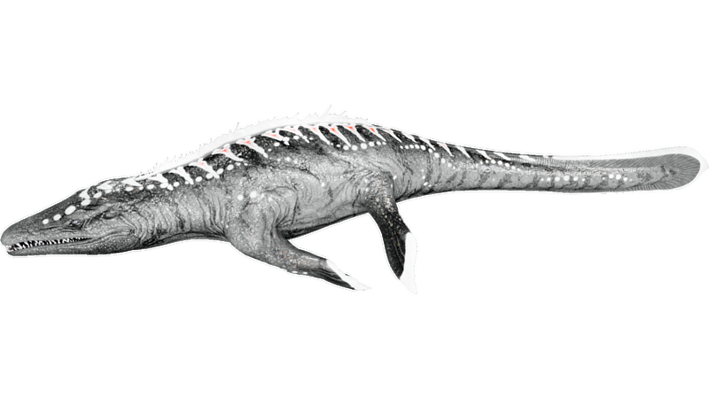 File:X-Mosasaurus PaintRegion2.png