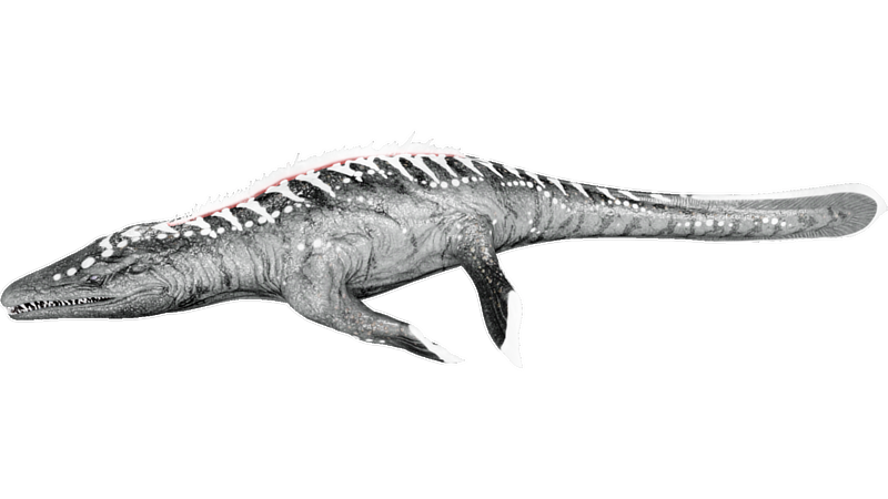 File:X-Mosasaurus PaintRegion1.png