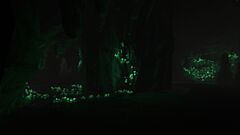 Grotte bioluminescente.